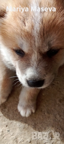 Малки кученца Акита 