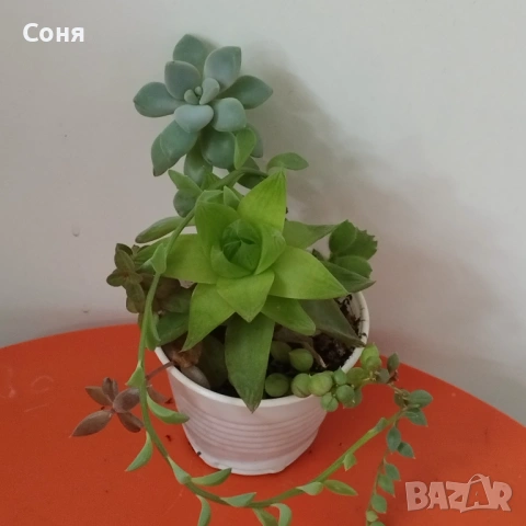 Сукуленти вкоренени микс, снимка 5 - Стайни растения - 54008928