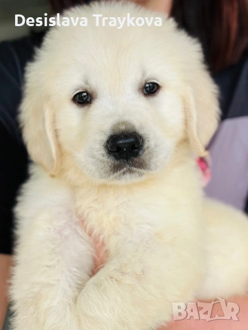 Кученца Голдън ретривър 