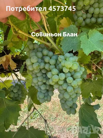 Грозде Мускат и Совиньон от производител, снимка 4 - Градински цветя и растения - 55852622