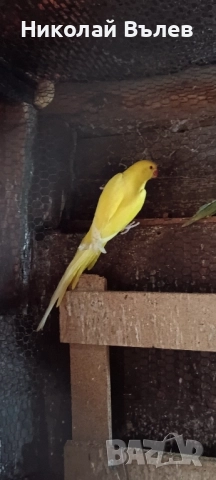 Женски малък Александър , снимка 2 - Папагали - 52464169