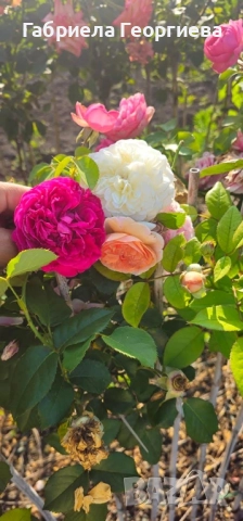 Щамбови рози на гол корен , снимка 5 - Градински цветя и растения - 52324650
