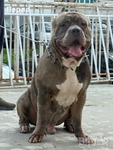 Американско Були ХЛ за разплод