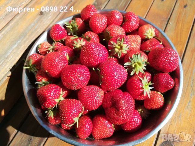 Ягода сорт " Мадам Муто ", снимка 2 - Разсади - 40612514