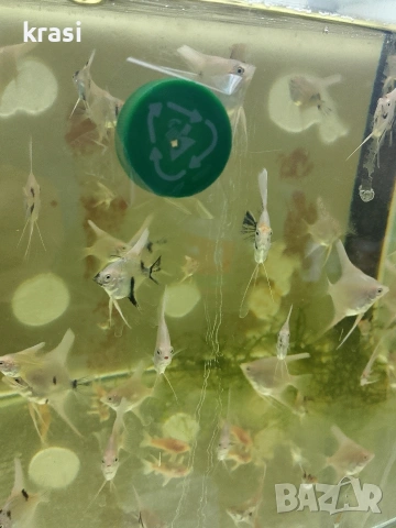 Декоративни рибки, скаларий. , снимка 6 - Рибки - 54359555