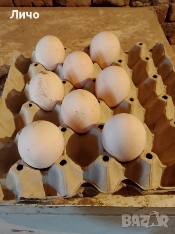 яйца от пауни , снимка 7 - други­ - 54164995