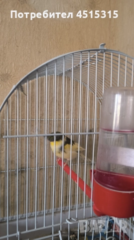 Male Canary Gloster, снимка 13 - Канари - 52115676