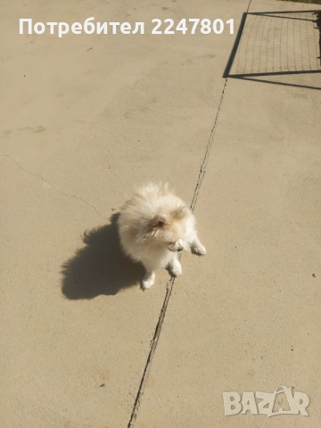 Померан , снимка 8 - Померан - 51823060