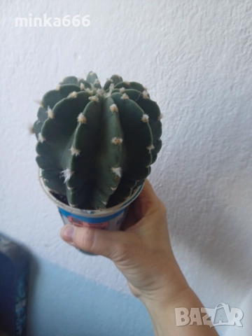 Кактус,който цъфти в едри бели цветове., снимка 2 - Стайни растения - 52384501