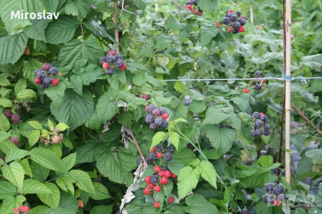 Малина Черно бижу, снимка 4 - Градински цветя и растения - 53905423
