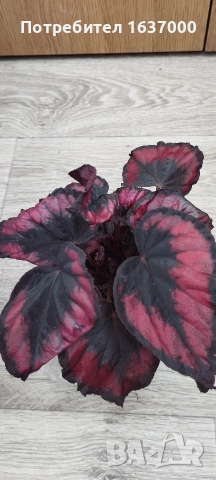 Бегония Red kiss