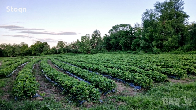 качествен разсад , снимка 4 - Разсади - 52070640