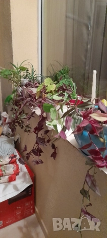 Цветя - алое, традесканция трицветна и лилава, калезия