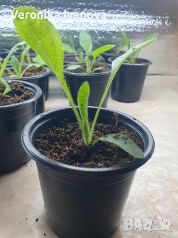 Рудбекия, снимка 5 - Градински цветя и растения - 52863830