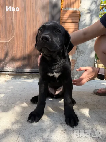 Продавам кученца Кане Корсо, снимка 3 - Кане корсо - 55949506
