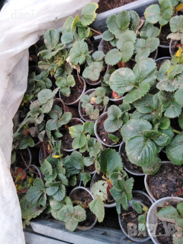 Продавам разсад домати краставици пипер ягоди тиквички и др, снимка 9 - Градински цветя и растения - 39794844