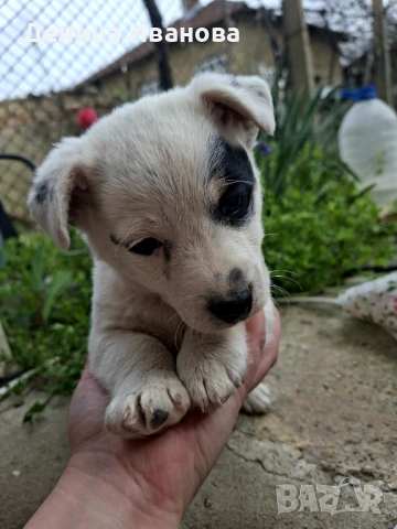 Малка девойка и малък герой , снимка 2 - Джак ръсел териер - 54221917