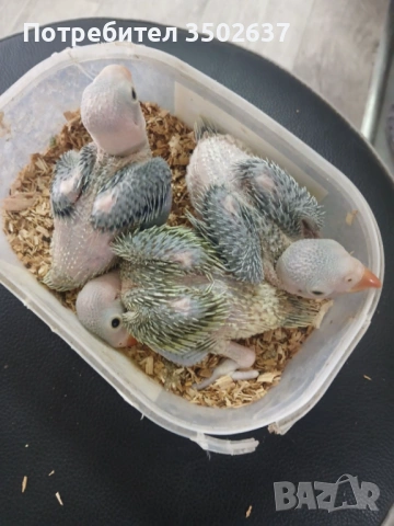 Малък александър, снимка 5 - Папагали - 54178530