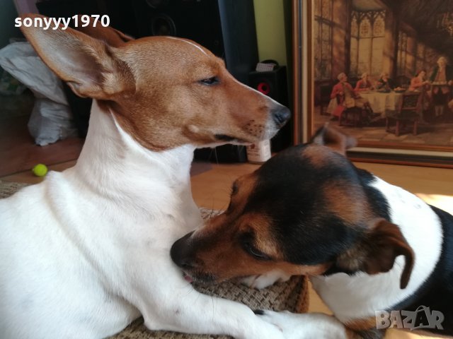 джакове в игра 1202211629, снимка 13 - Джак ръсел териер - 31788922