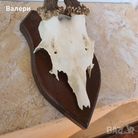 Сръндак Документиран, снимка 3 - Колекции - 50072932