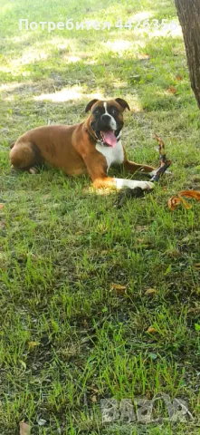 Мъжки боксер търси дама за разплод, снимка 1