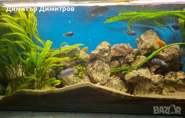 Аквариум 273л. + шкаф, снимка 4 - Аквариуми - 54083911