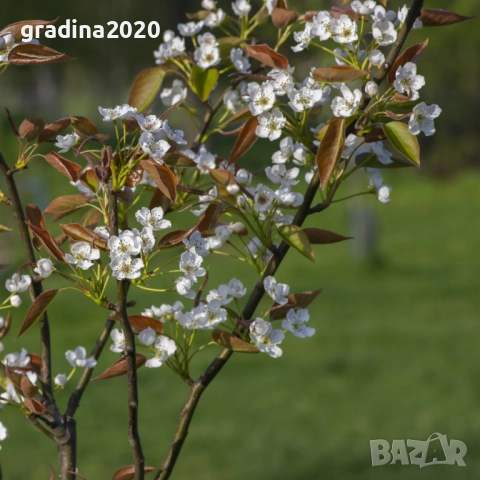 Азиатска круша Наши (Pyrus pyrifolia), снимка 5 - Разсади - 52066739