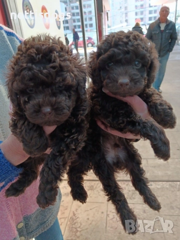 Истински и сладки червени Той пудели