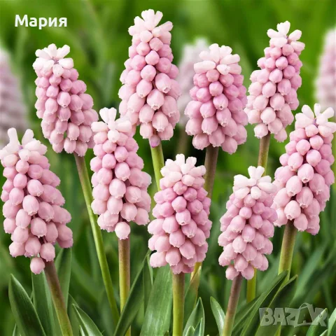 Мускари / Кукувиче грозде, снимка 2 - Градински цветя и растения - 52108328