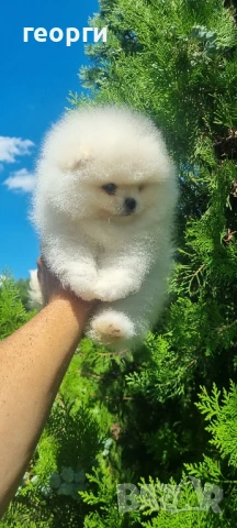 померан померанче, снимка 10 - Померан - 51192687