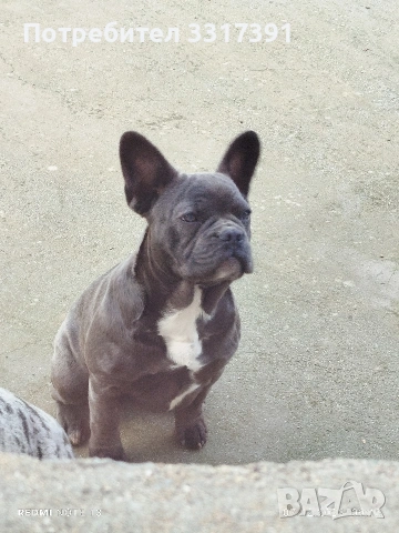 СПЕШНО два френски булдога, снимка 9 - Френски булдог - 52182909
