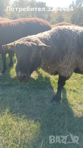 Продавам коч, снимка 2 - Овце - 52620900