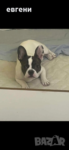 Продава се  Френски булдог- момиче, снимка 5 - Френски булдог - 54209135