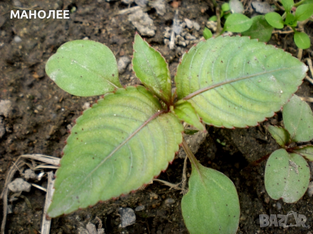 🪴🌺💖Impatiens balfourii🎁🌸💐, снимка 3 - Градински цветя и растения - 52005727