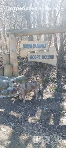 Американско Були ХЛ, снимка 2 - Питбул - 55729610