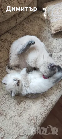 Дългокосместо шотландско мъжко, снимка 7 - Британска късокосместа - 50320973