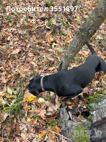 Продавам четири ловни гончета , снимка 16 - Гонче - 52538759