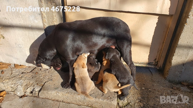 Подарявам кученца, снимка 6 - Други - 52798050