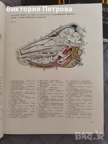 Атлас по топографска анатомия на селскостопанските животни Том 1, 2 и 3, снимка 5 - Специализирана литература - 52815137
