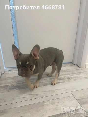 Френски булдог