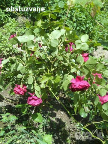 Резници червена сортова роза, снимка 5 - Градински цветя и растения - 29160968