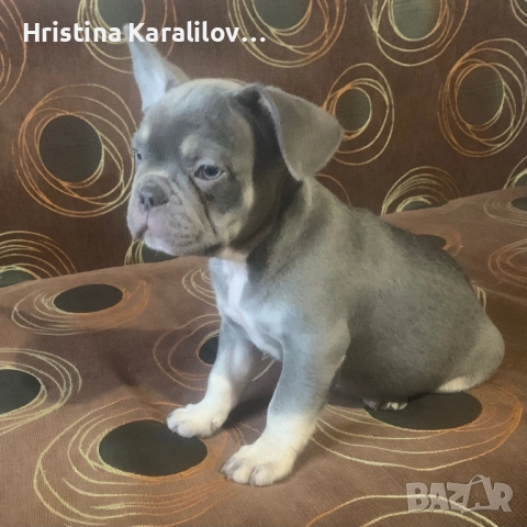 Френски булдочета, снимка 4 - Френски булдог - 52495348