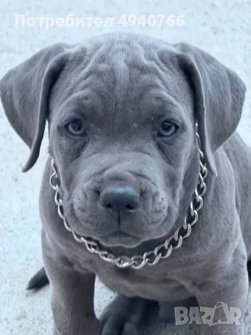 Кане Корсо.  
🐶🐶