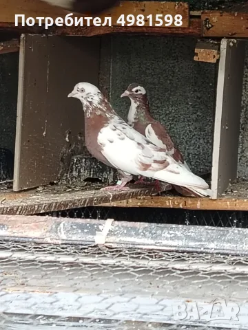 Продавам поморийски гълаби, снимка 8 - Гълъби - 56543455