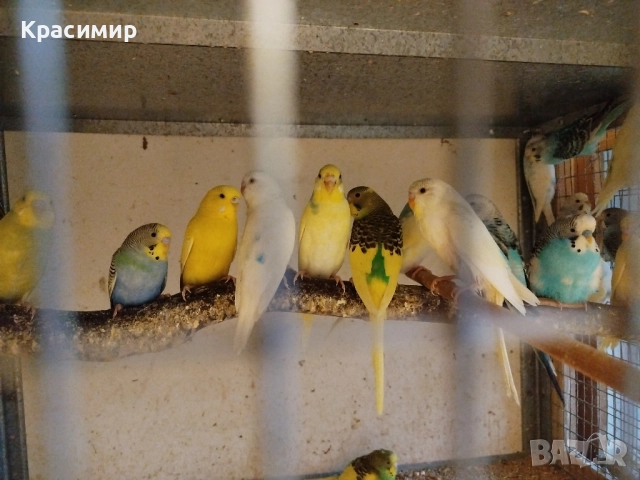 различни видове птици , снимка 5 - Папагали - 52253904