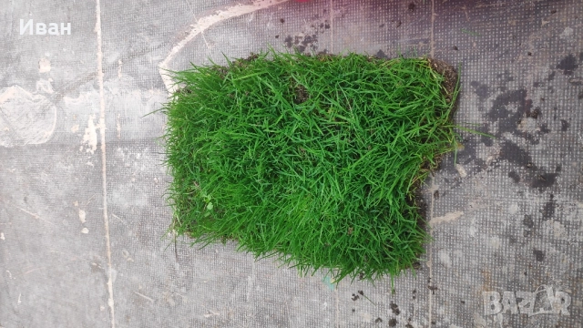 чим от бившия стадион на ЦСКА Българска Армия, снимка 3 - Антикварни и старинни предмети - 52314142