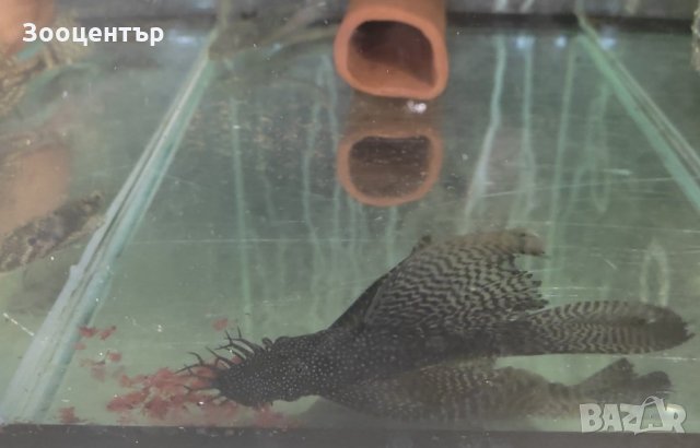 Замразена артемия- майки, снимка 3 - Други стоки за животни - 33867812