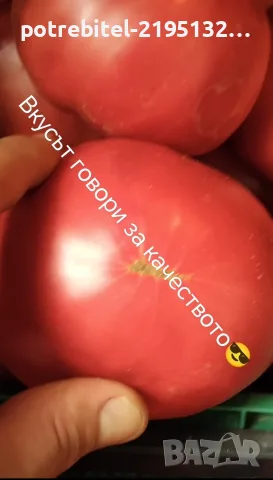 Розов Селски не хибриден домат, снимка 8 - Домашни продукти - 55730136