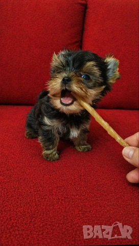 Миниатюрно  момченце, снимка 2 - Йоркширски териер - 54272895