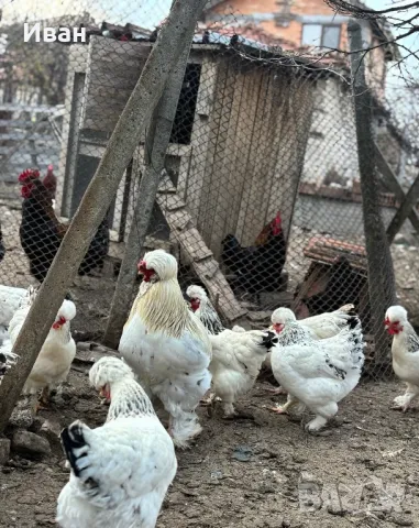 яйца от Струмски кокошки, снимка 8 - Кокошки и пуйки - 49817057
